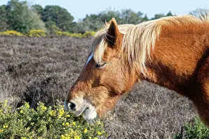 Legume Prints: New Forest pony (Equus caballus) grazing on European gorse (Ulex europaeus) bush and flowers