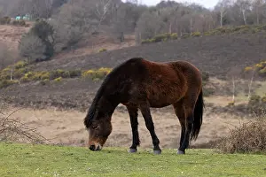 Grazing Prints: New Forest pony (Equus caballus) grazing with heathland in background