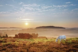 New Forest pony grazing on Latchmore Bottom at dawn, view from Dorridge Hill, The