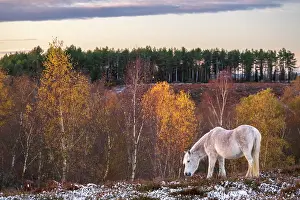 Grazing Prints: New Forest pony grazing at Rockford Common after snowfall in the autumn