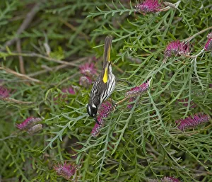 Western Australia Prints: New Holland honeyeater (Phylidonyris novaehollandiae) nectaring on Grevillea (Grevillea