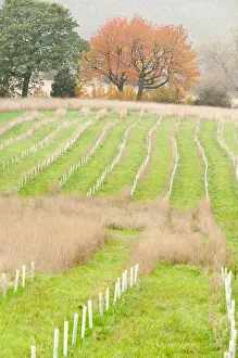 Growth Prints: New planting of young sapling trees in protective plastic collars, Feanedock Wood