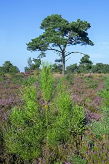 Gymnosperm Prints: New shoot of Maritime pine tree (Pinus pinaster) in moorland with blooming Heather (Calluna vulgaris) in summer