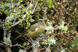 New Zealand Prints: New Zealand bellbird (Anthornis melanura) perched on lichen covered branch