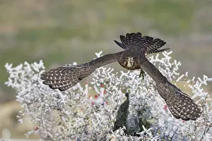 Taking Off Prints: New Zealand falcon (Falco novaeseelandiae) female