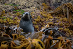 Eared Seal Prints: New Zealand fur seal (Arctocephalus forsteri) emerging from the ocean behind Kelp