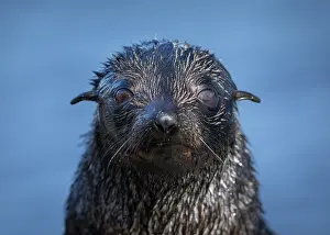 Eared Seal Prints: New Zealand fur seal (Arctocephalus forsteri) pup