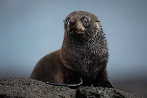 Eared Seal Prints: New Zealand fur seal (Arctocephalus forsteri) pup