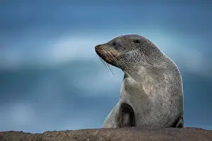 Eared Seal Prints: New Zealand fur seal (Arctocephalus forsteri) resting on the shore