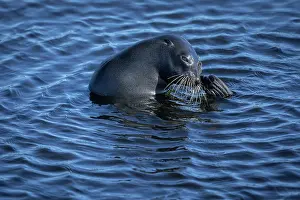 Eared Seal Prints: New Zealand fur seal (Arctocephalus forsteri) scratching itself in rock pool