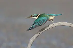 Taking Off Prints: New Zealand kingfisher (Todiramphus sanctus) in flight