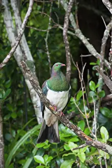 Pigeon Prints: New Zealand pigeon (Hemiphaga novaeseelandiae) perched on branch