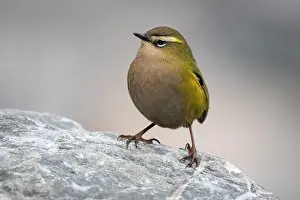 South Island Prints: New Zealand rock wren (Xenicus gilviventris) male
