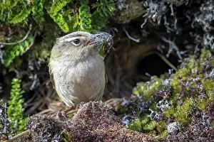 Alpine Prints: New Zealand rock wren (Xenicus gilviventris) male