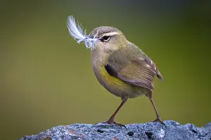 Alpine Prints: New Zealand rock wren (Xenicus gilviventris) male
