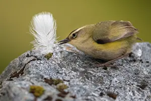 Alpine Prints: New Zealand rock wren (Xenicus gilviventris) male