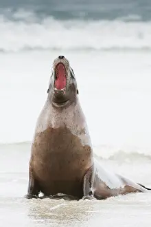 Eared Seal Prints: New Zealand sea lion (Phocarctos hookeri) on beach vocalising
