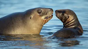 Eared Seal Prints: New Zealand sea lion (Phocarctos hookeri) female and pup in shallows of an estuary