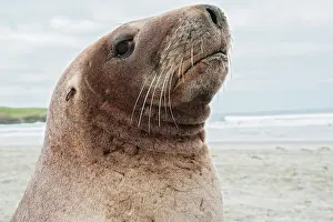 Eared Seal Prints: New Zealand sea lion (Phocarctos hookeri) head portrait