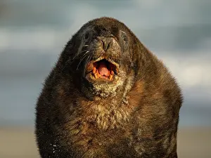 Eared Seal Prints: New Zealand sea lion (Phocarctos hookeri) male