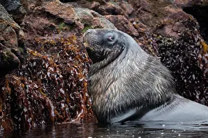 Eared Seal Prints: New Zealand sea lion (Phocarctos hookeri) male