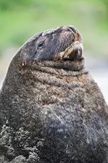 Eared Seal Prints: New Zealand sea lion (Phocarctos hookeri) portrait, South Island, New Zealand. Endangered
