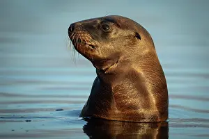 Eared Seal Prints: New Zealand sea lion (Phocarctos hookeri) pup in shallows of an estuary