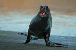 Eared Seal Prints: New Zealand sea lion (Phocarctos hookeri) sub-adult male