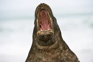 Eared Seal Prints: New Zealand sea lion (Phocarctos hookeri) vocalising