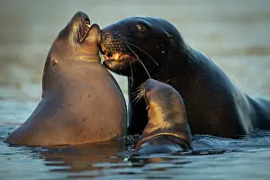 Eared Seal Prints: Two New Zealand sea lions (Phocarctos hookeri) sub-adult male courting female with pup close by