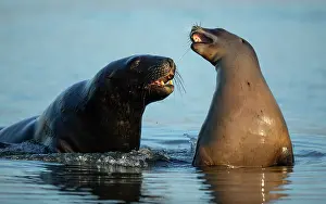 Eared Seal Prints: Two New Zealand sea lions (Phocarctos hookeri) sub-adult male courting female in shallows of an estuary
