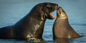 Eared Seal Prints: Two New Zealand sea lions (Phocarctos hookeri) sub-adult male courting female in shallows of an estuary