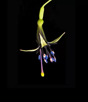 Anther Gallery: New Zealand tree fuchsia (Fuchsia excorticata) with blue pollen and yellow tipped stigma