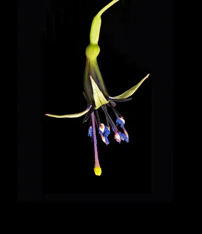 Onagraceae Prints: New Zealand tree fuchsia (Fuchsia excorticata) with blue pollen and yellow tipped stigma