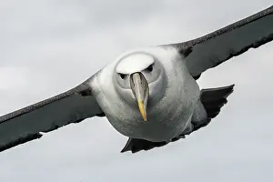Tubinare Prints: New Zealand white-capped mollymawk (Diomedea cauta steadi) in flight