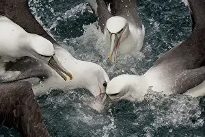 Tubinare Prints: New Zealand white-capped mollymawks (Diomedea cauta steadi) flock fighting over food on the water surface