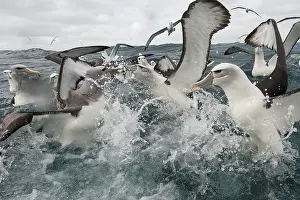 Tubinare Prints: New Zealand white-capped mollymawks (Diomedea cauta steadi) flock fighting over food on the water surface