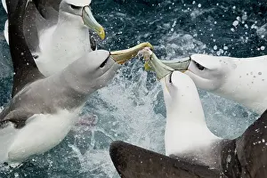 Tubinare Prints: New Zealand white-capped mollymawks (Diomedea cauta steadi) flock fighting over food on the water surface
