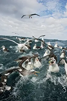 New Zealand Prints: New Zealand white-capped mollymawks (Diomedea cauta steadi) flock fighting over food on the water surface