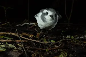 Tubinare Prints: New Zealand white-faced storm petrel (Pelagodroma marina maoriana) fledgling