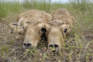 Images Dated 14th May 2008: Two newborn Saiga antelope (Saiga tatarica) calves lying on ground, Cherniye Zemli