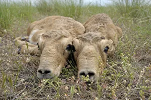 Bovids Prints: Two newborn Saiga antelope (Saiga tatarica) calves lying on ground, Cherniye Zemli