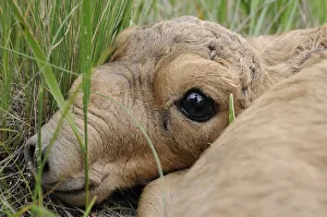 Steppe Prints: Newborn Saiga antelope (Saiga tatarica) lying in grass