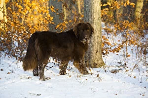 2019 February Highlights Collection: Newfoundland dog, male standing in snow. Killingworth, Connecticut, USA