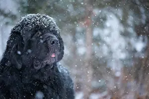 Eastern Usa Prints: Newfoundland standing in snow, portrait, Killingworth, Connecticut, USA. February