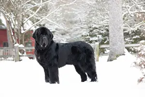 Eastern Usa Prints: Newfoundland standing in snow, portrait, Killingworth, Connecticut, USA. February