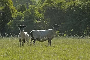 Livestock Collection: Two newly clipped Domesitc sheep grazing in pasture at RSPBs Hope Farm, Cambridgeshire