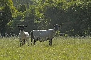 Livestock Collection: Two newly clipped Domesitc sheep grazing in pasture at RSPBs Hope Farm, Cambridgeshire