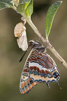 Images Dated 13th August 2011: Newly emerged adult Two-tailed Pasha butterfly (Charaxes jasius) Podere Montecucco