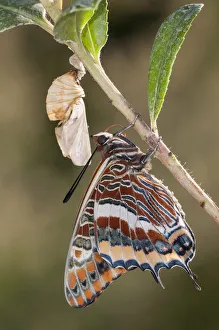 Images Dated 13th August 2011: Newly emerged adult Two-tailed Pasha butterfly (Charaxes jasius) Podere Montecucco